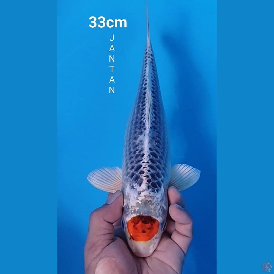 THANCHO KUJAKU 33CM