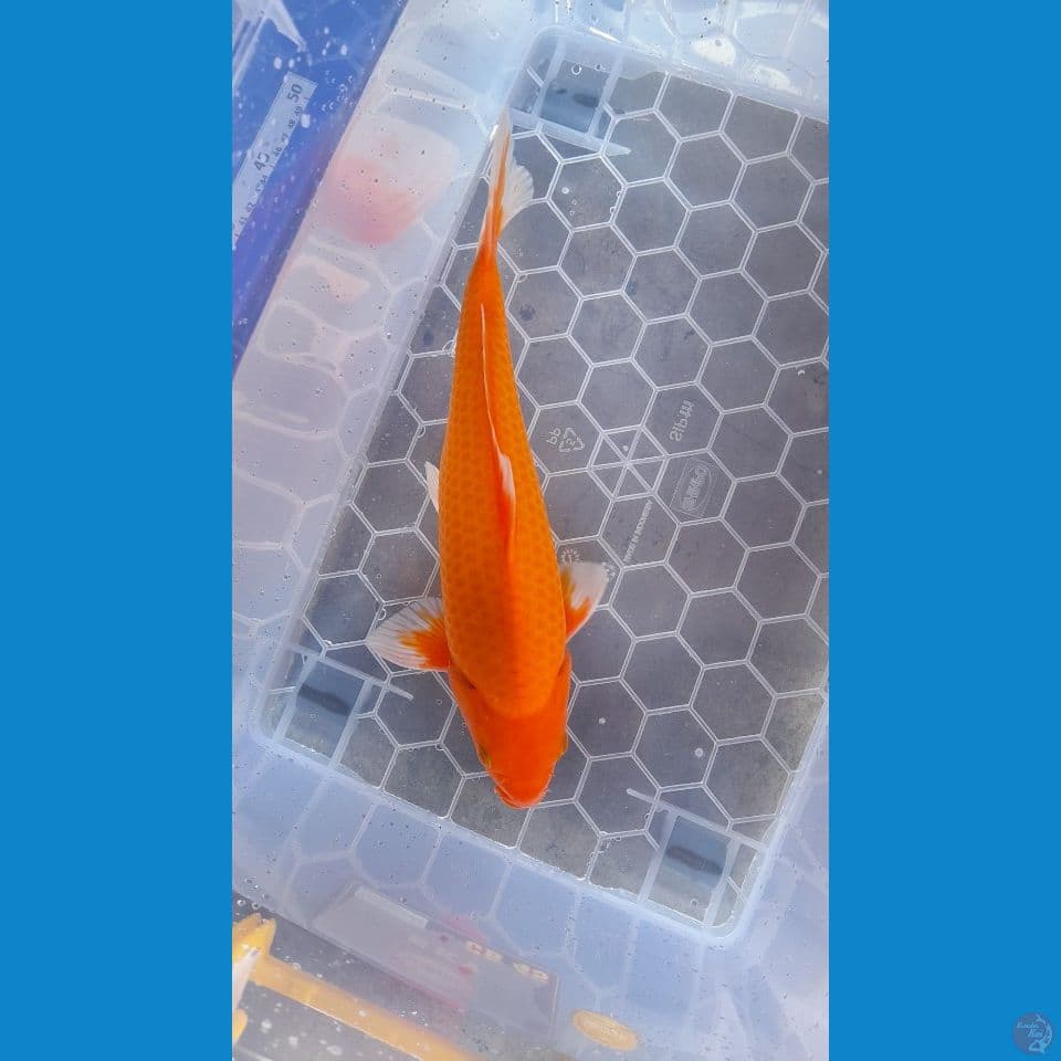 35cm Akahajiro