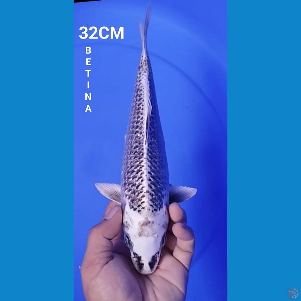 MATSUBA 32CM