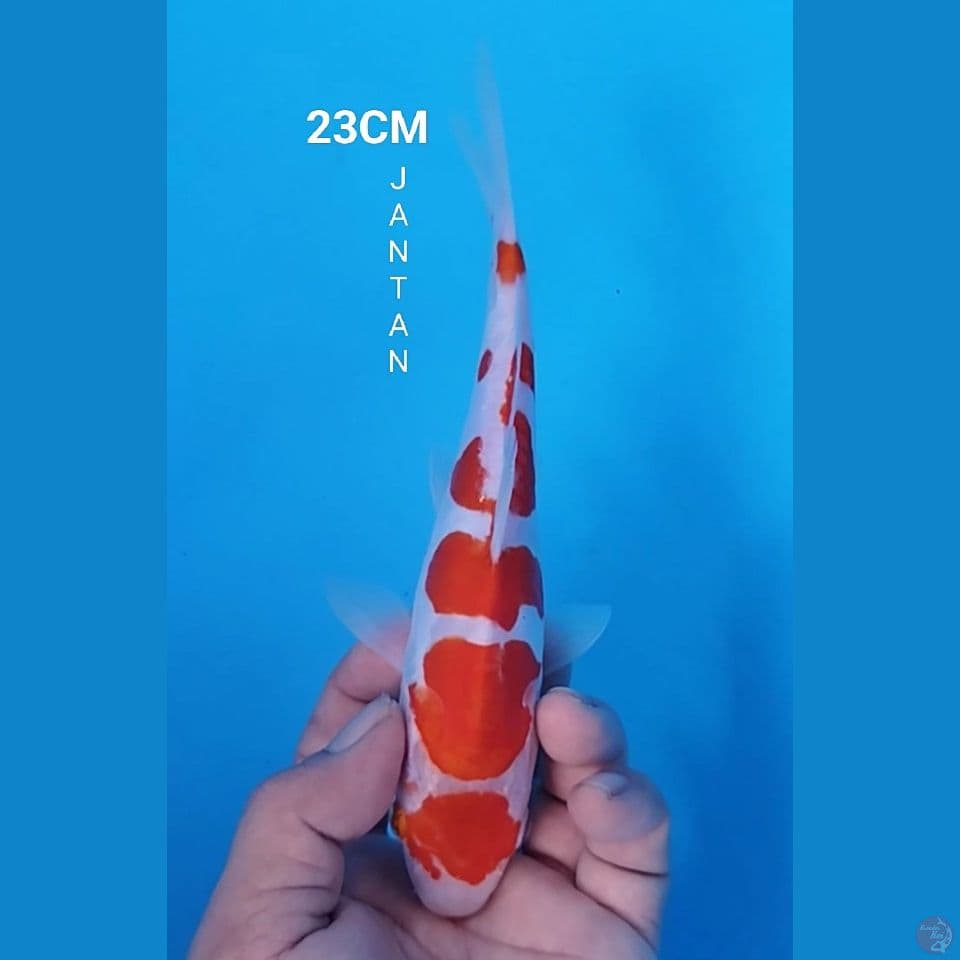 KOHAKU DOITSU 23CM JANTAN