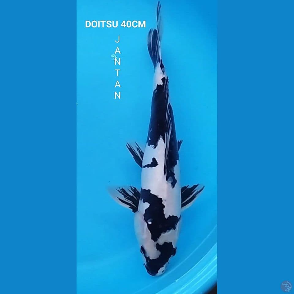 SHIRO DOITSU 40CM JANTAN