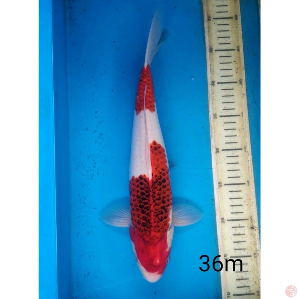 ai goromo, 36cm male