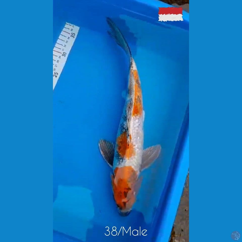 38/M GINRIN KINSHOWA (Rare)