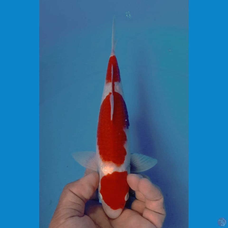kohaku 27