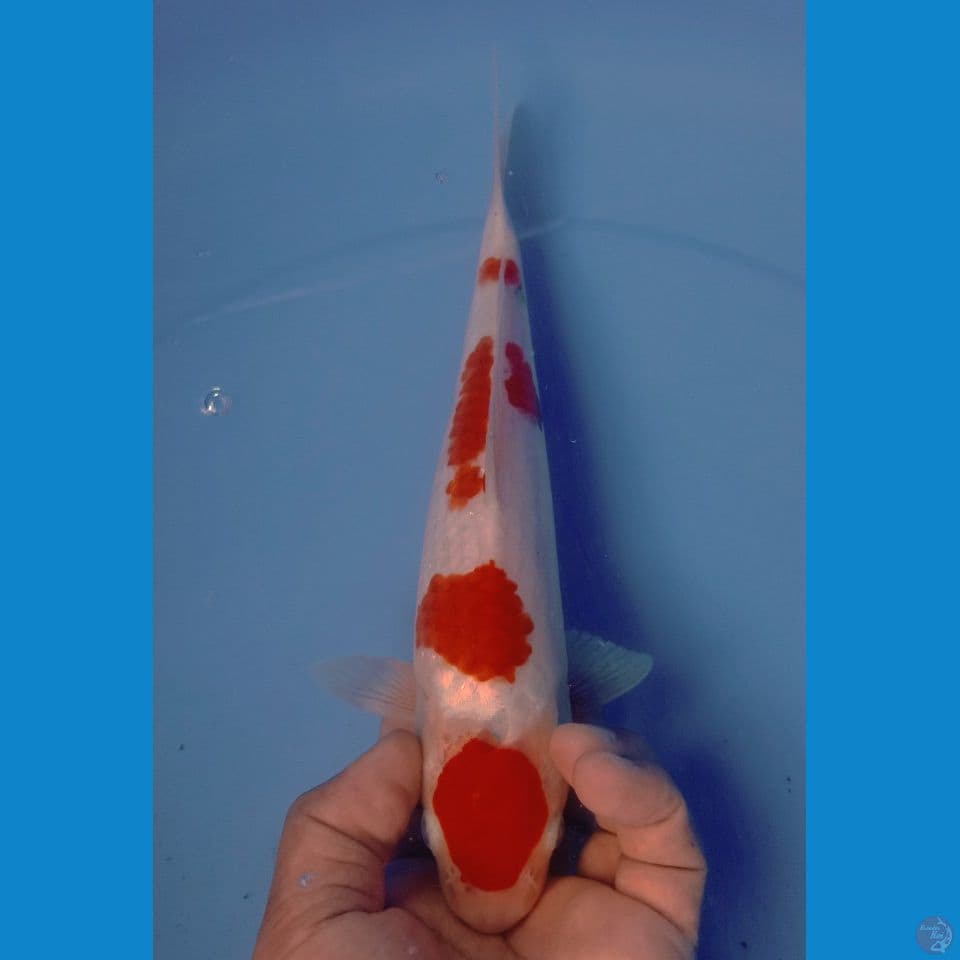 kohaku 29