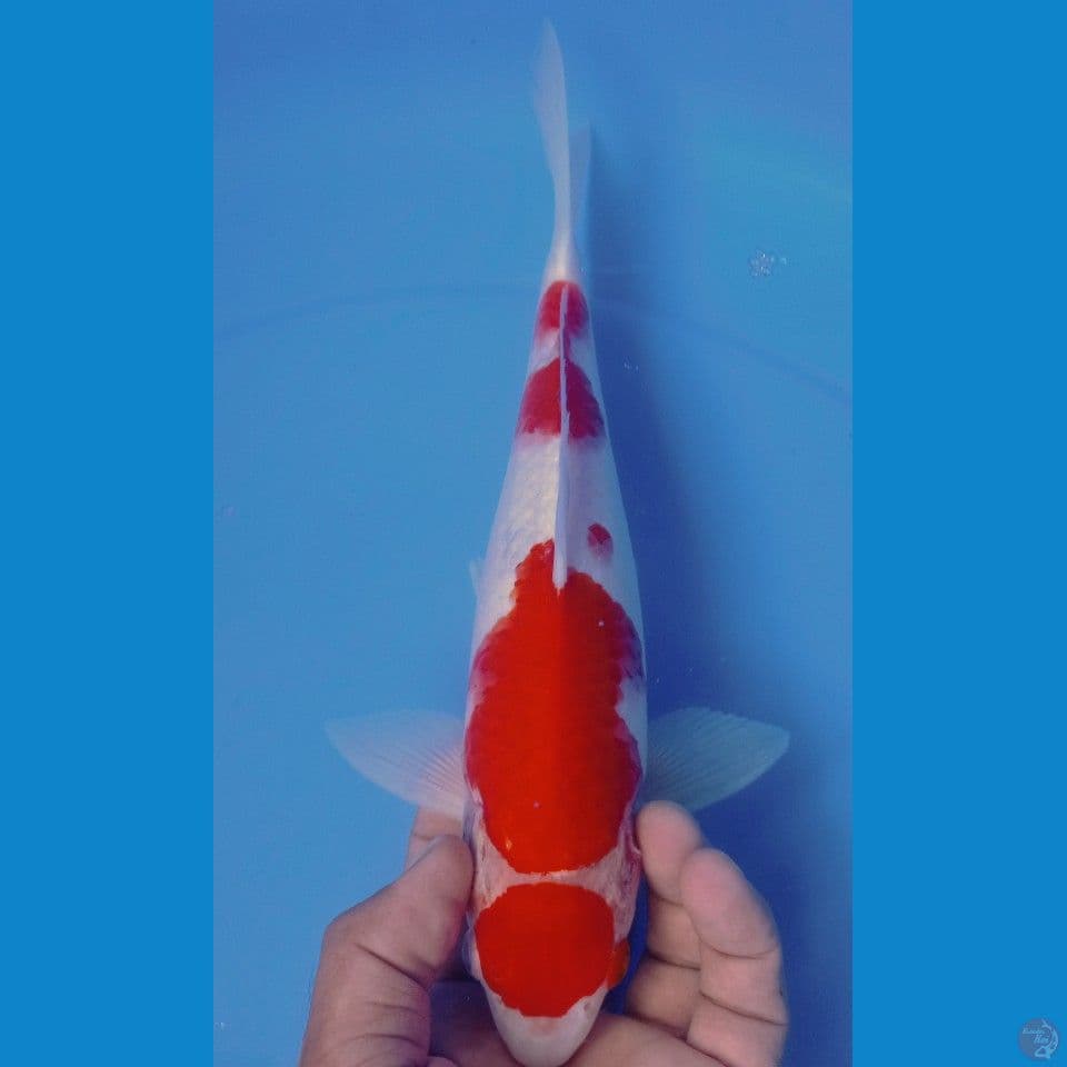 kohaku 30