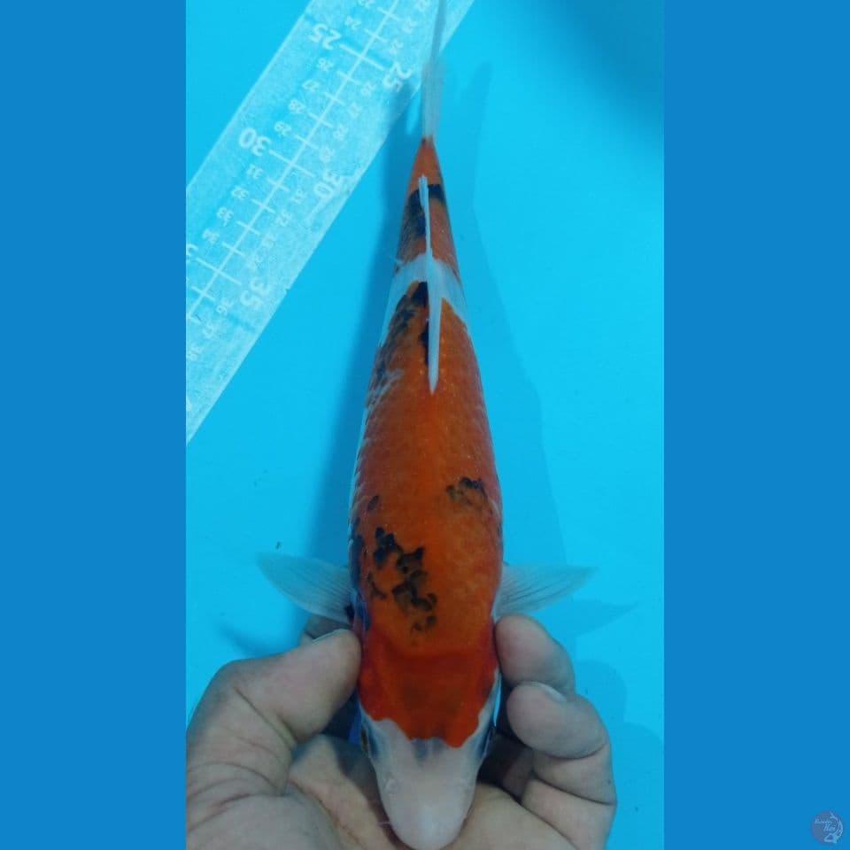 showa 29