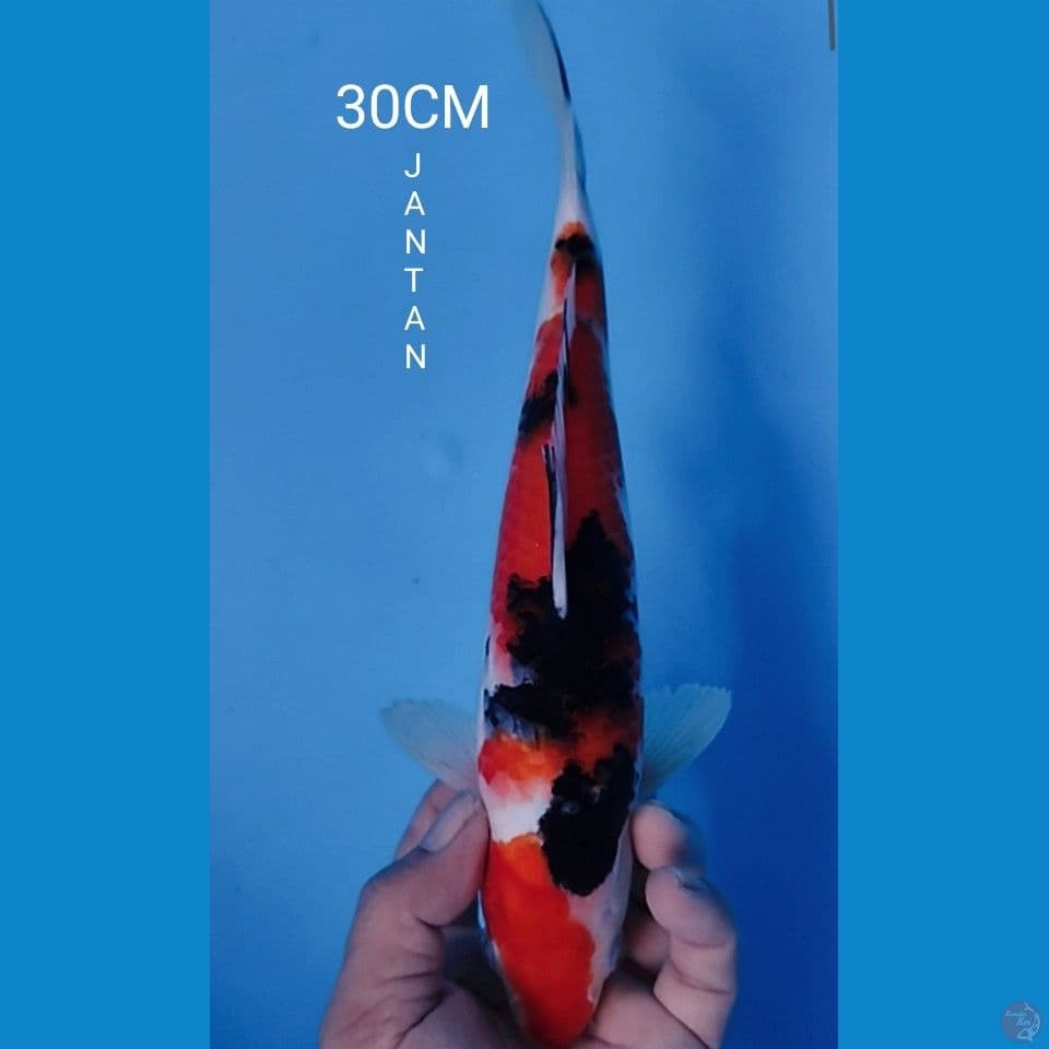 SANKE 30CM JANTAN