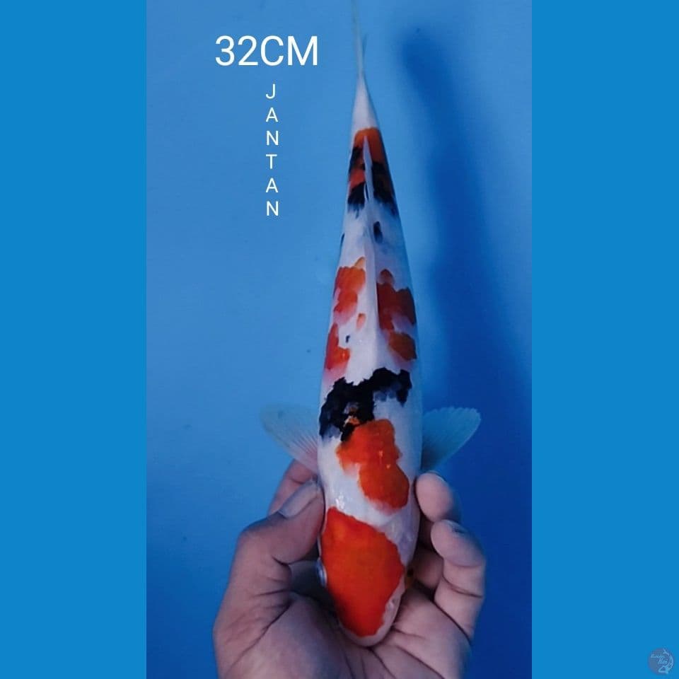 SANKE 32CM JANTAN