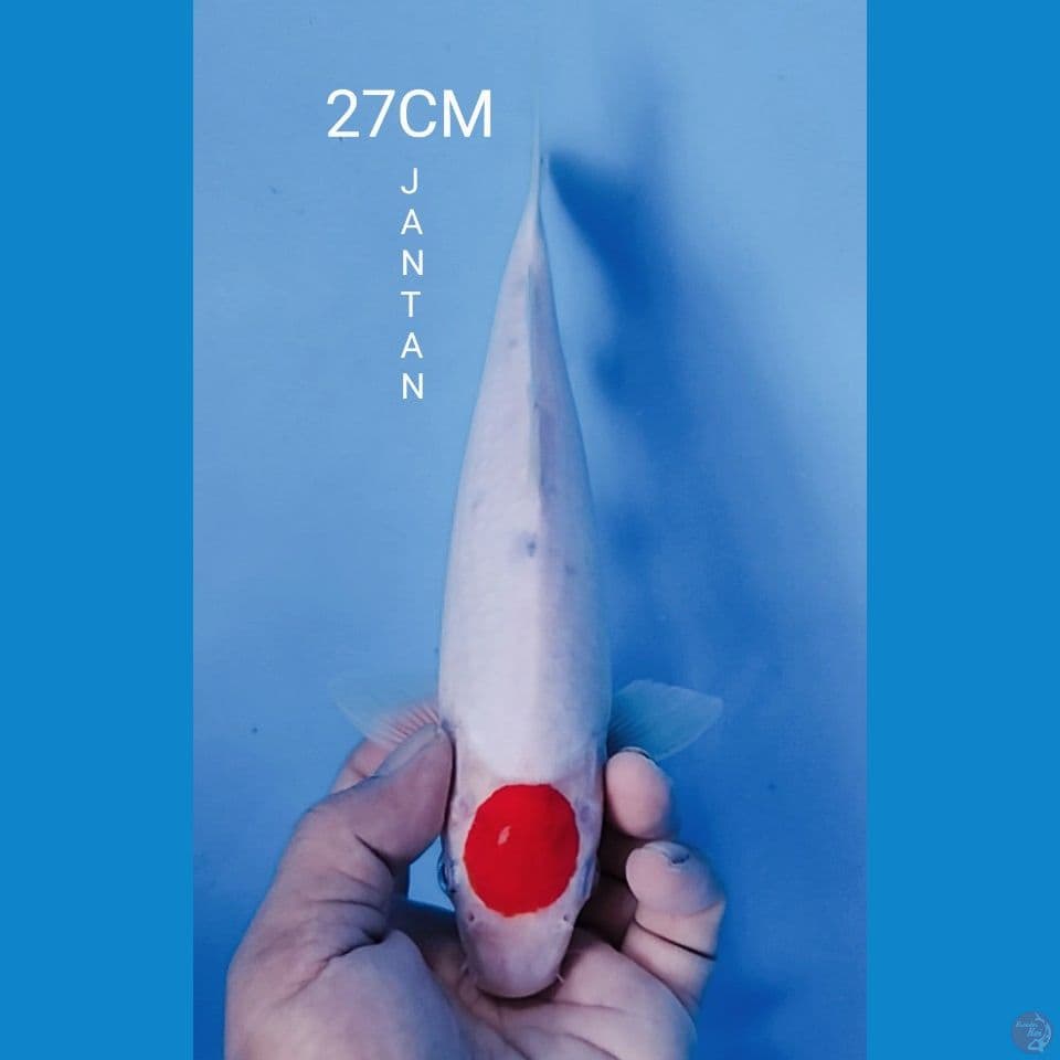 TANCHO SANKE TATE 27CM JANTAN