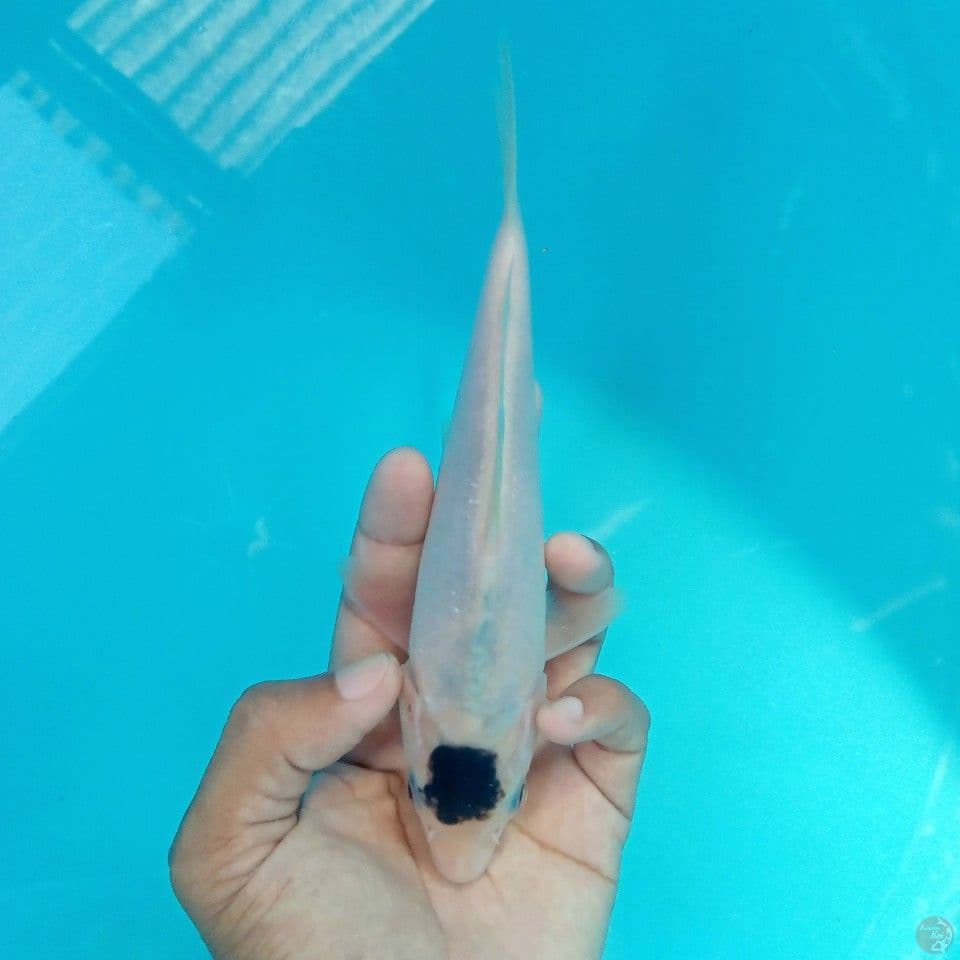 TANCHO GOROMO 19CM