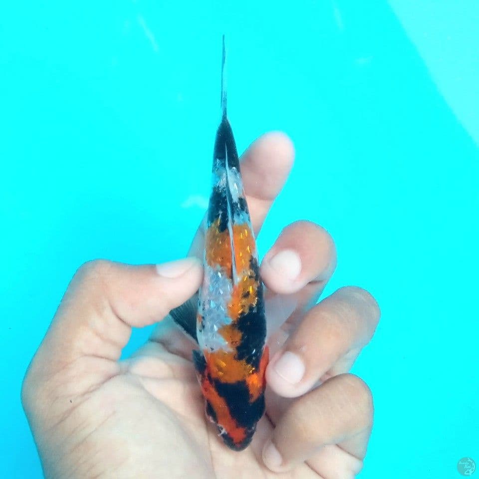 SHOWA GINRIN PEDES 12CM