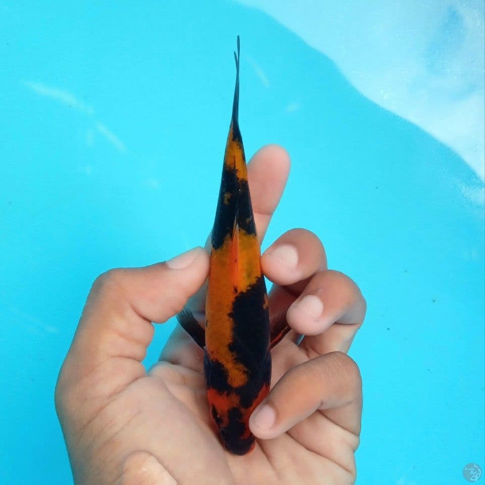 HI UTSURI SUPEERRR 12CM