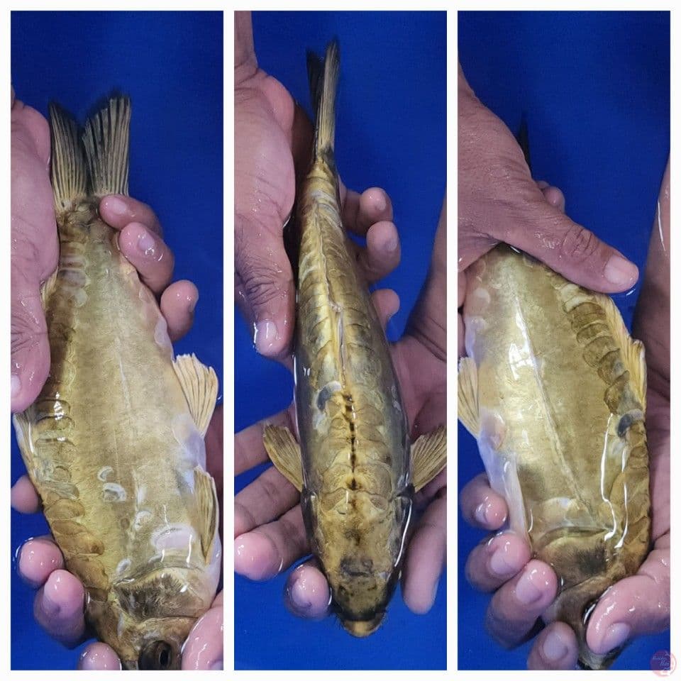 27cm Kiko Gold