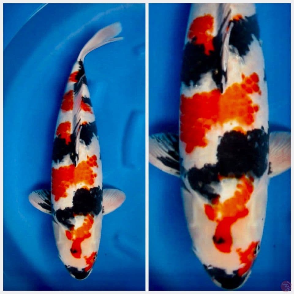 Showa super jumbo 65cm male