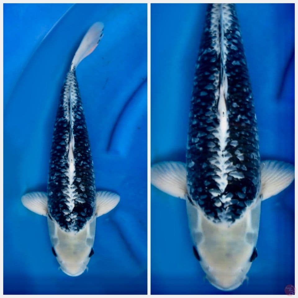 Antikan jumbo 53cm male