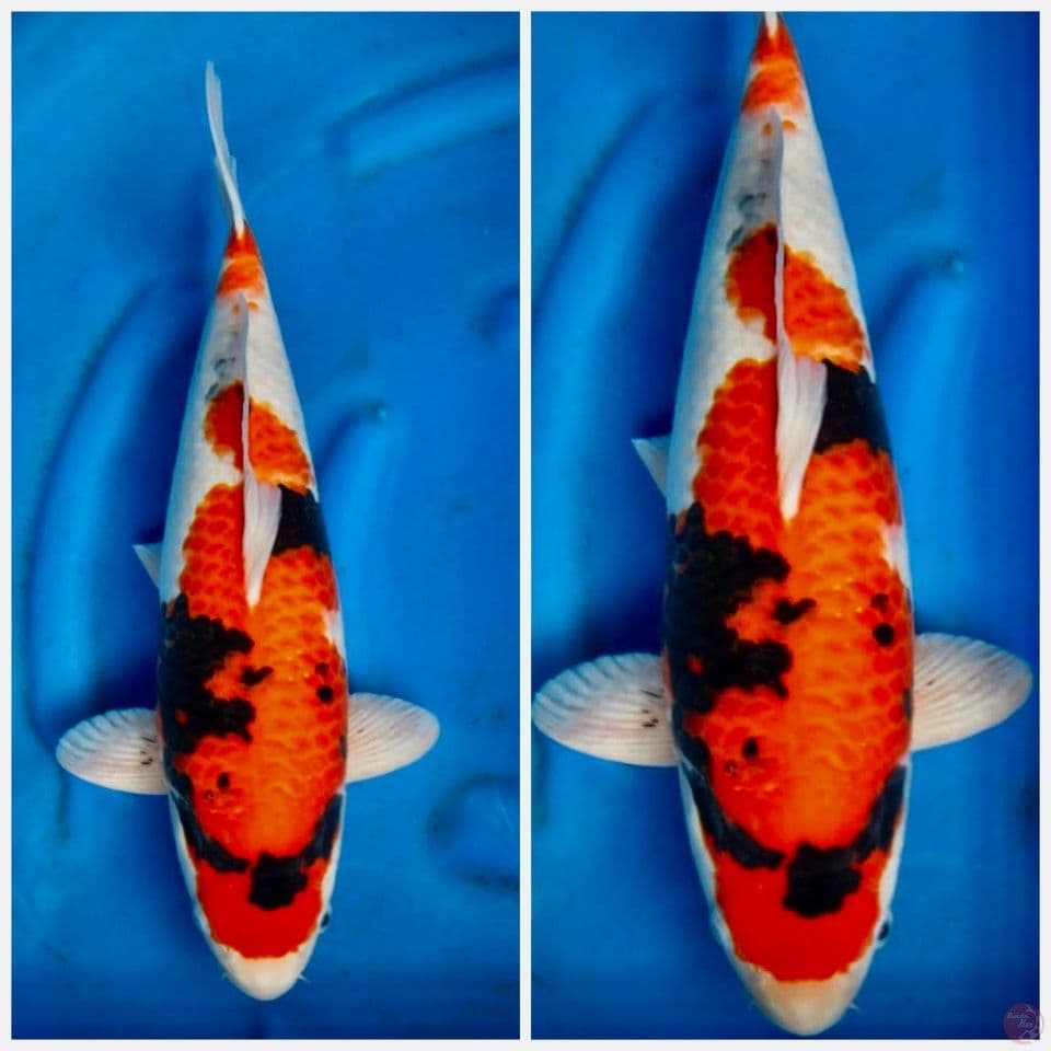 Showa Akf 45cm