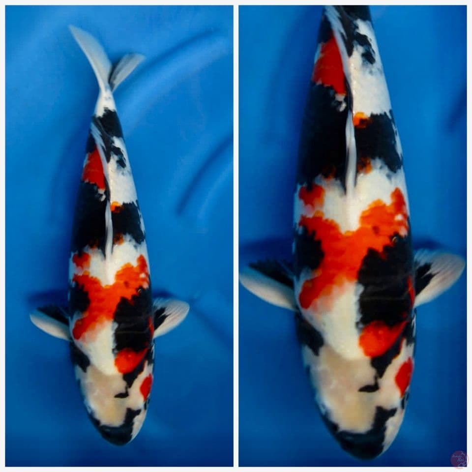 Showa 45cm male