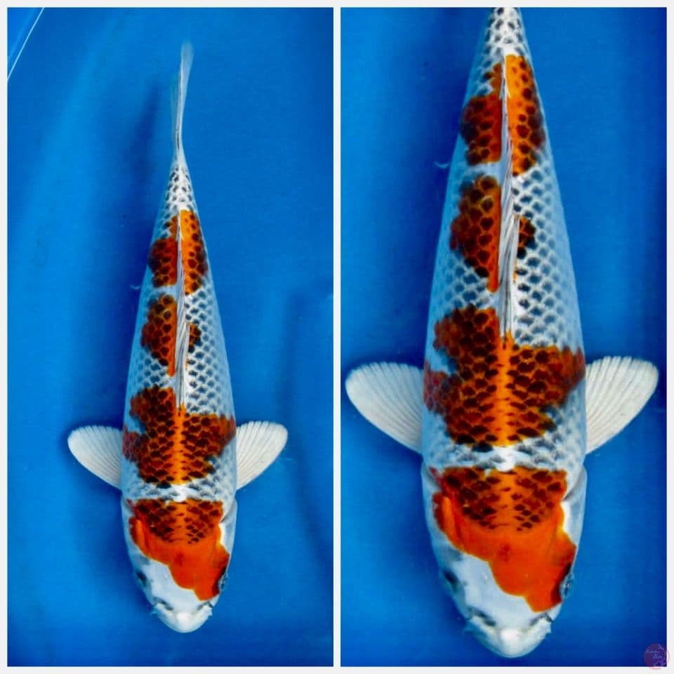 Kujaku ori 33cm male