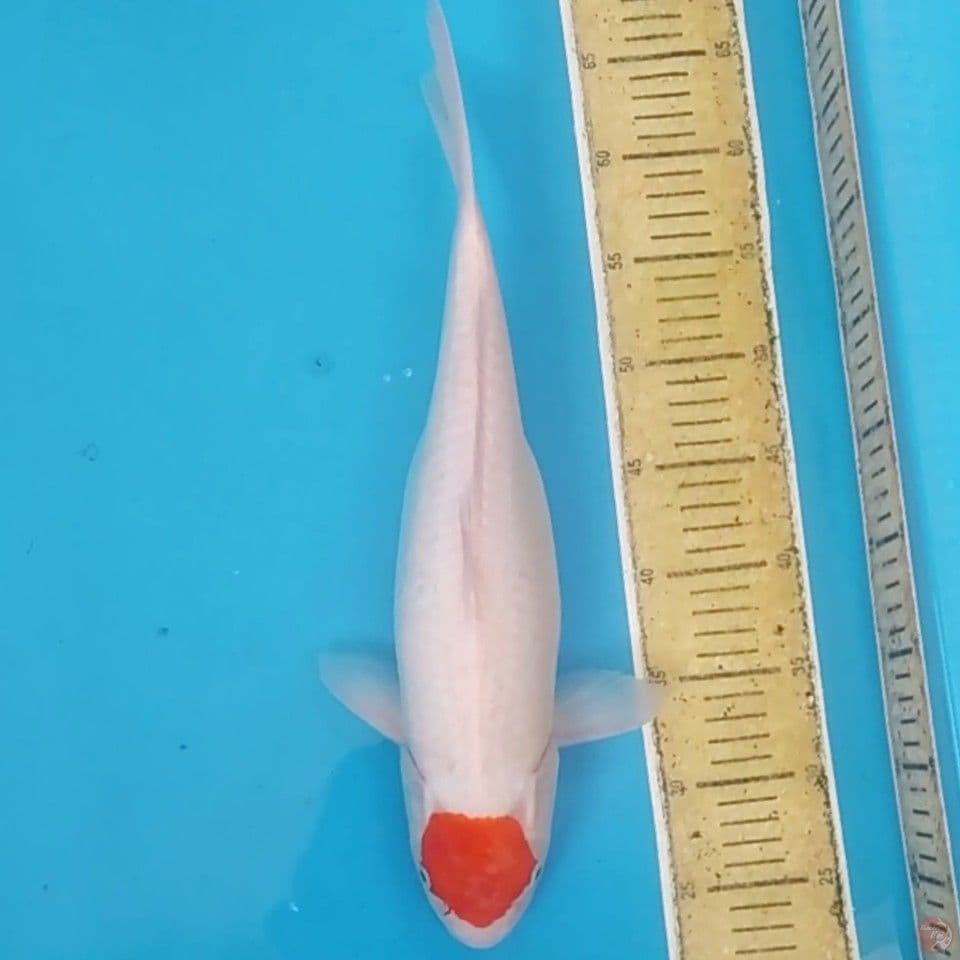 Tancho Kohaku ~42 F