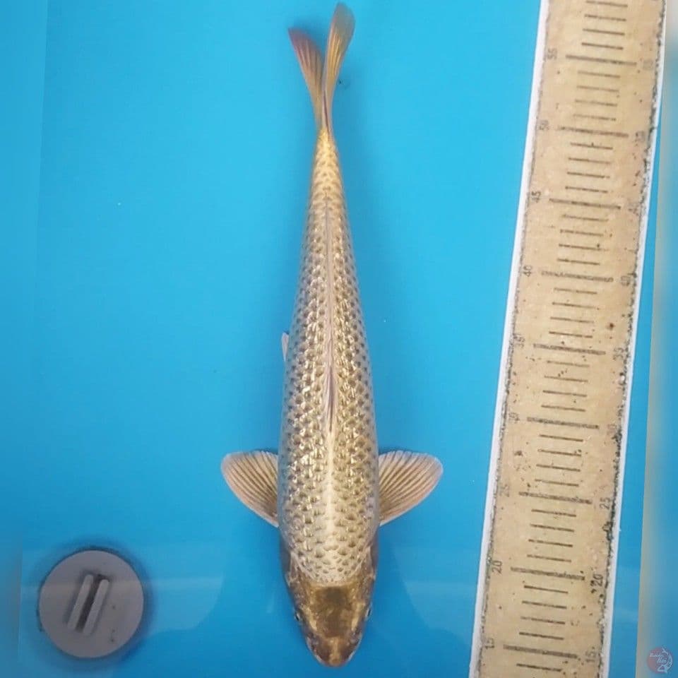Mukashi Ginrin ~42 cm