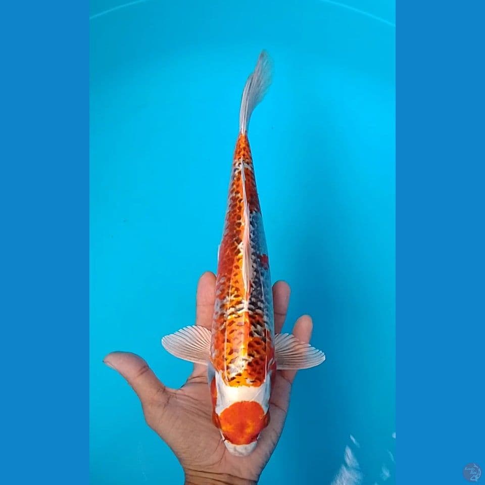 maruten kujaku : 30 cm .m