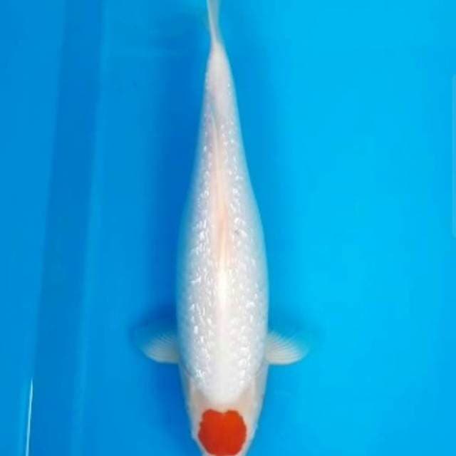 Tancho kohaku ginrin