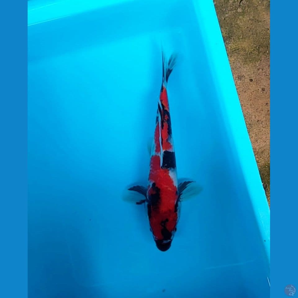 showa 23 cm