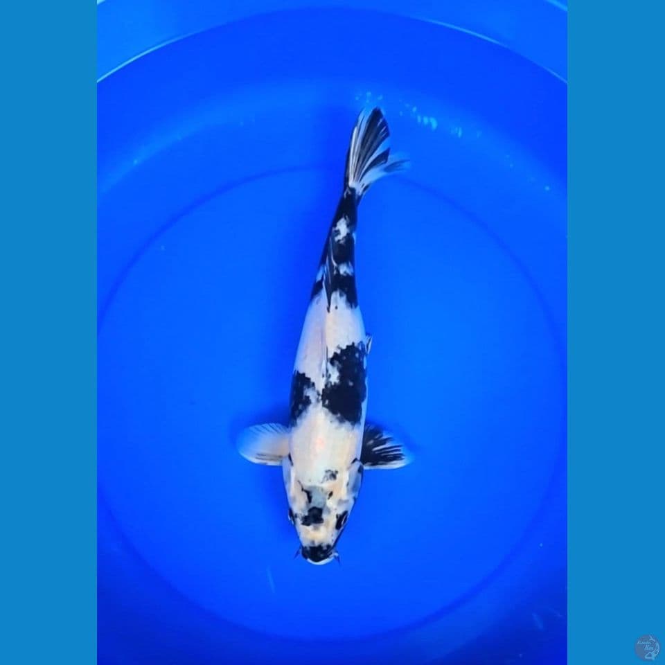 kin shiro 38cm