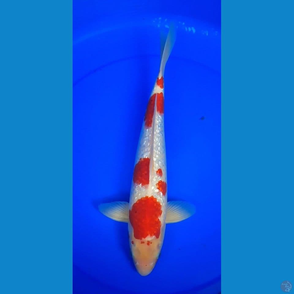 gindrin 40cm