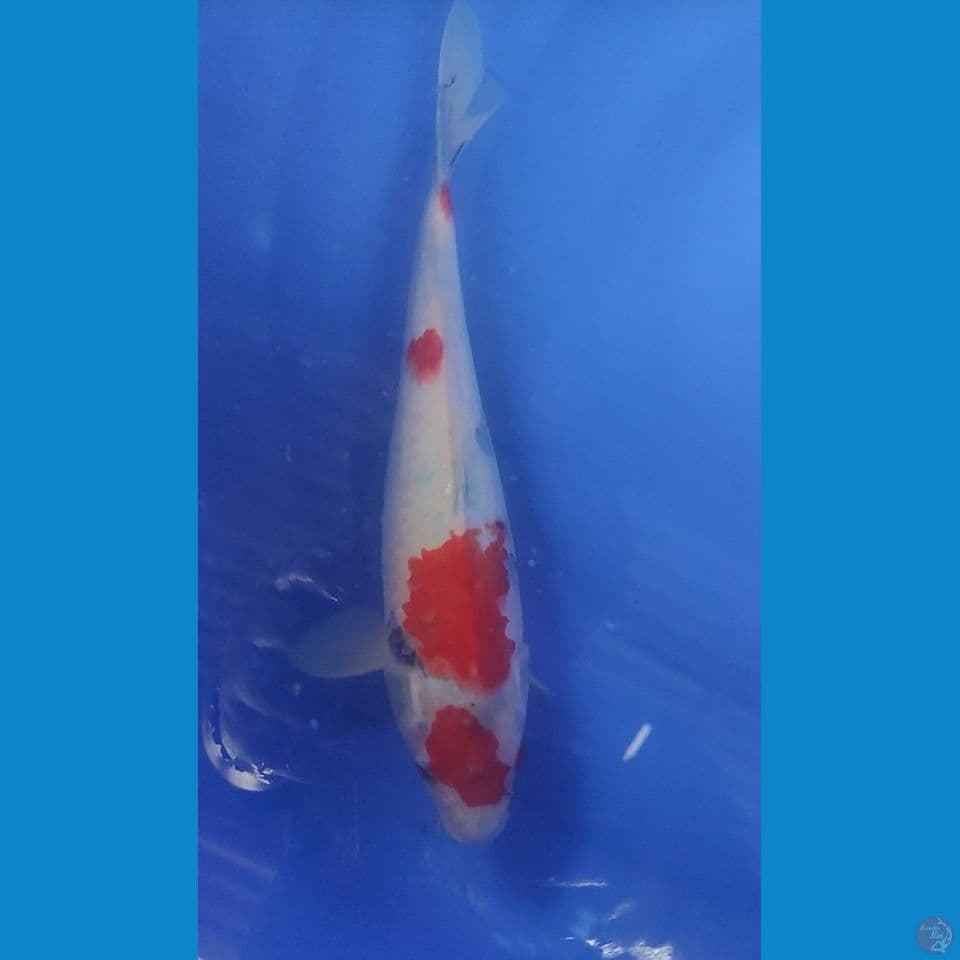 SHOWA TATEGOI 33 CM FM