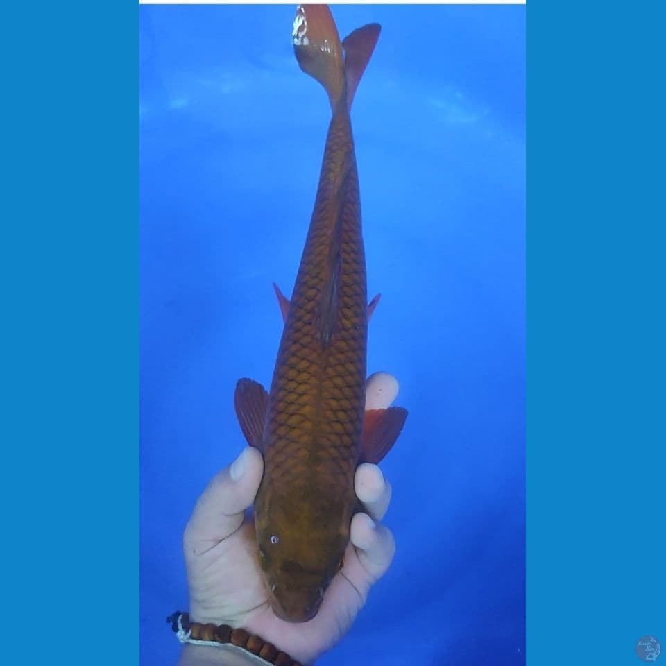 CHAGOI TEMBAGA Good Fukurin 34 CM Male
