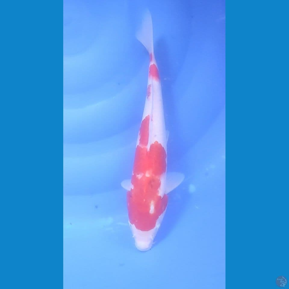 Original kohaku 32 cm FM
