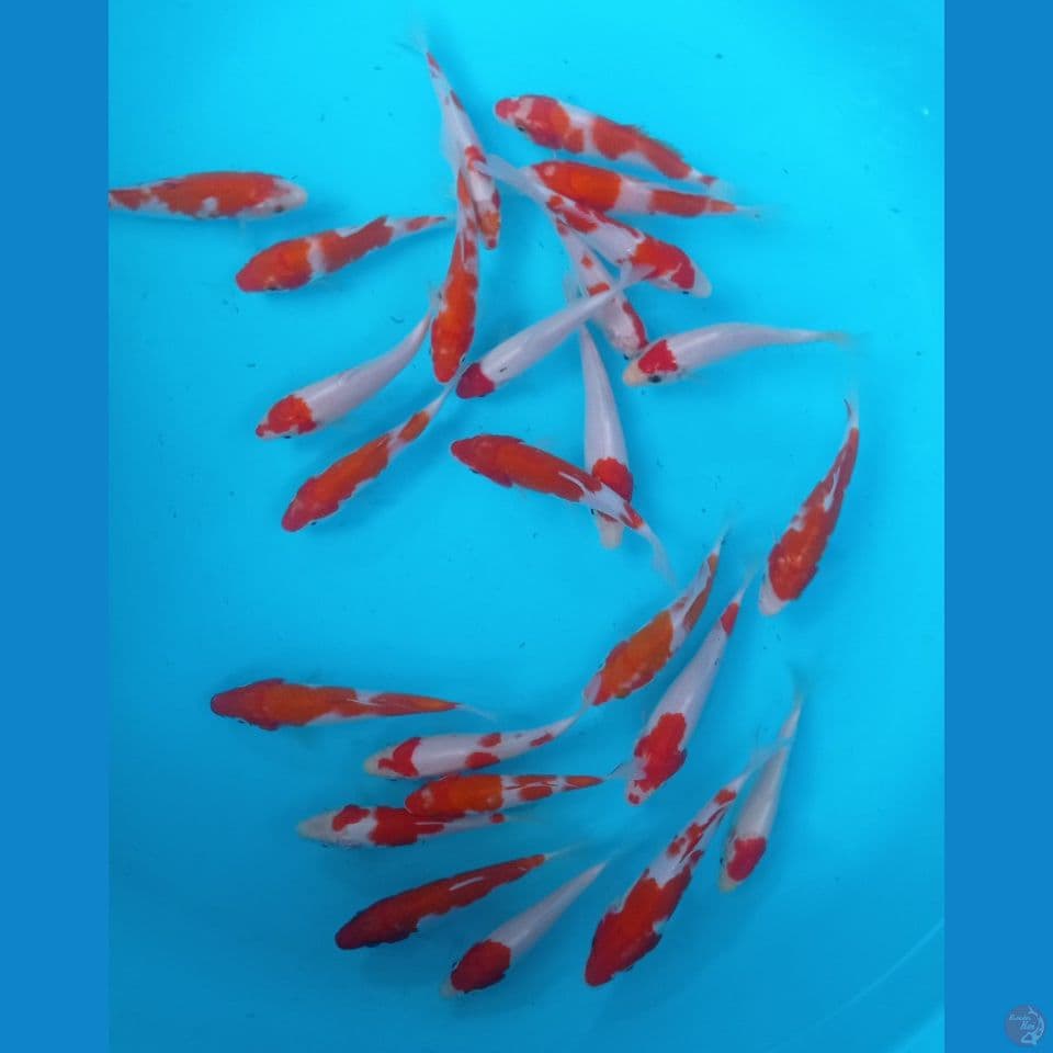 kohaku 13,15