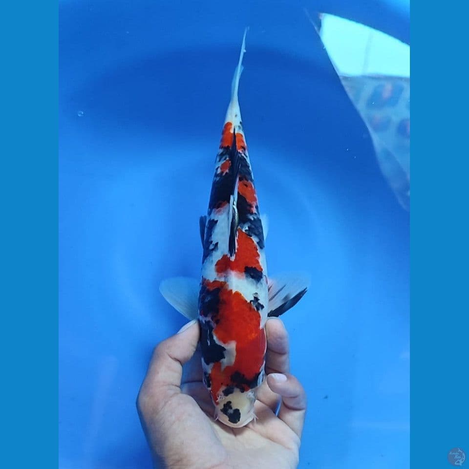 sowa 28cm