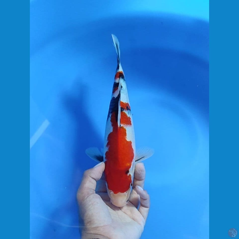 sowa 29cm