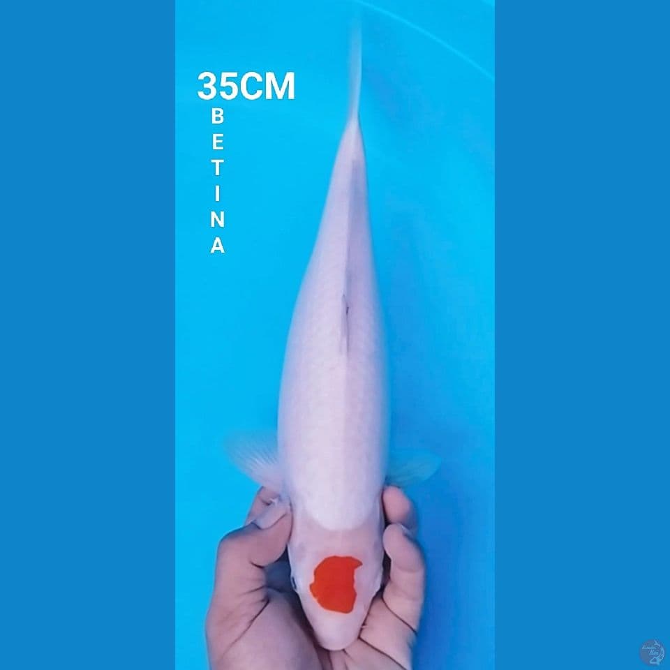 TANCHO KOHAKU 35CM BETINA