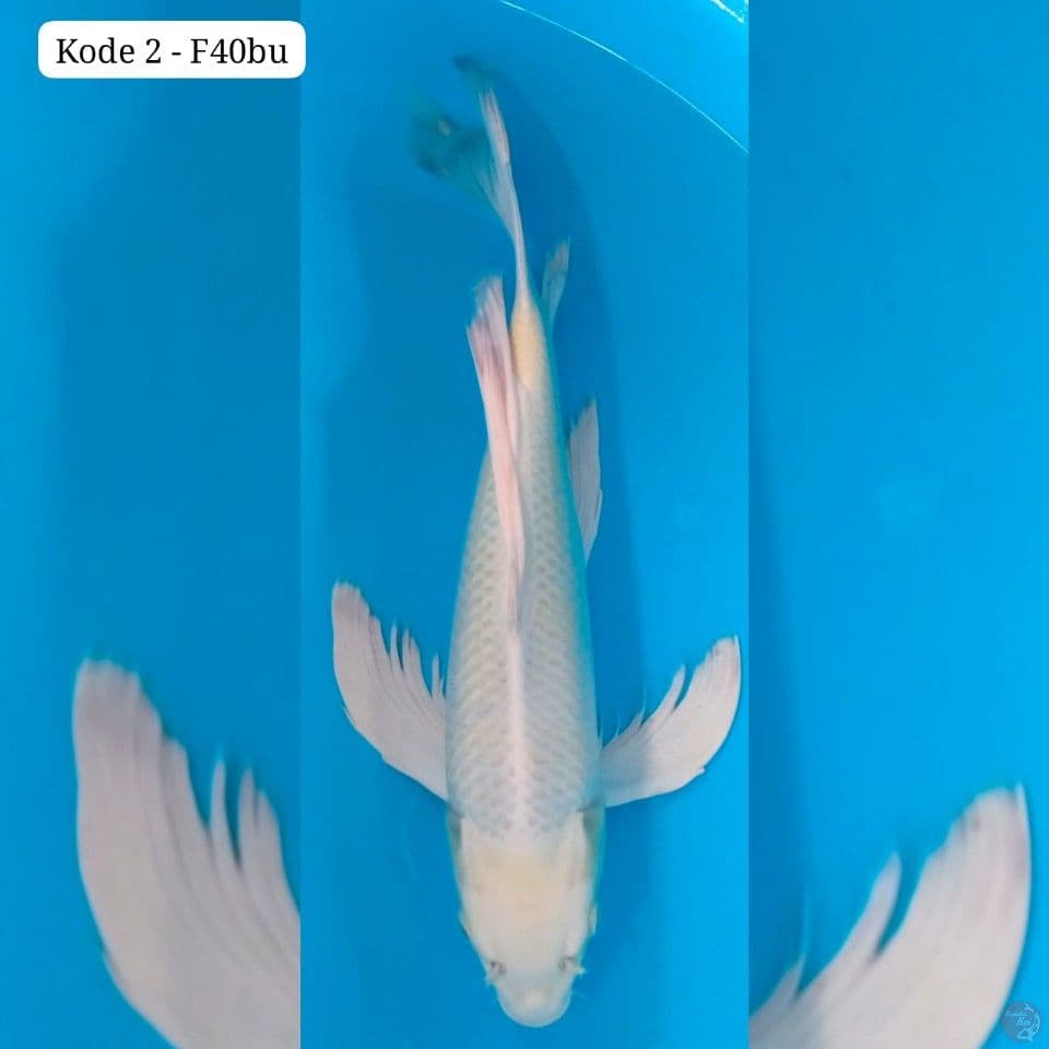 Kumpay Platinum 38cm female