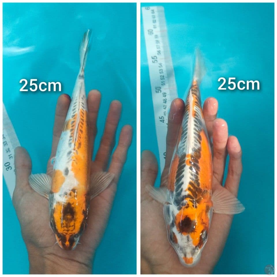 Kiko 25&25cm