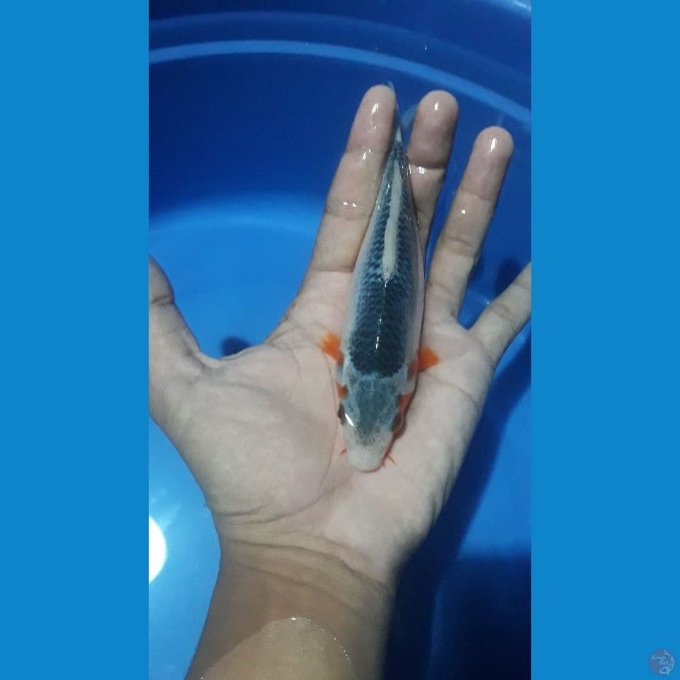 motoaka 17cm
