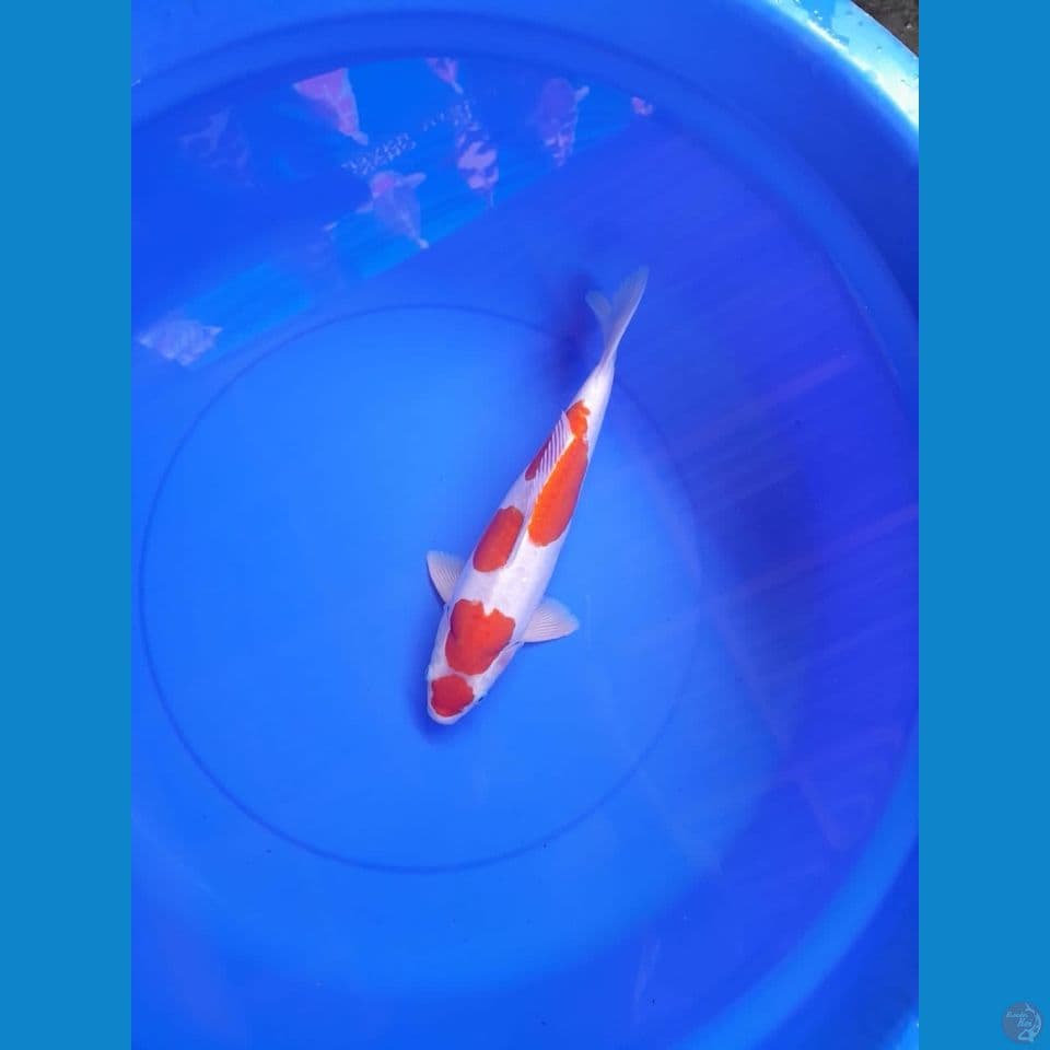 Doistu male 33cm