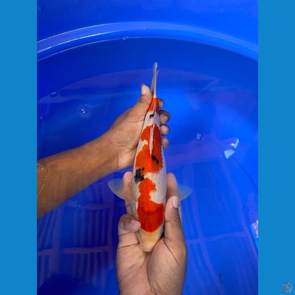 Sanke Male 27cm