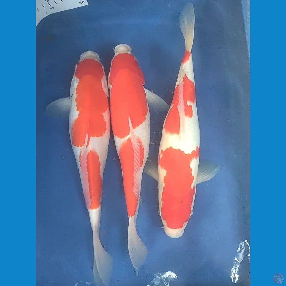 Sandan Kohaku 35cm female
