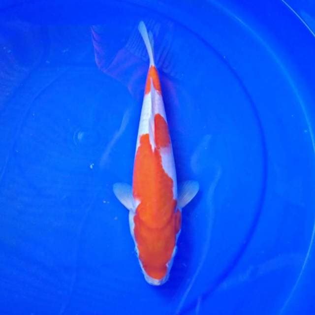 Kohaku 30 cm