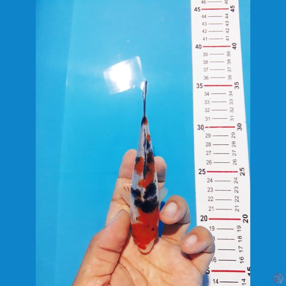 Taisho Sansoku 15cm (minion)