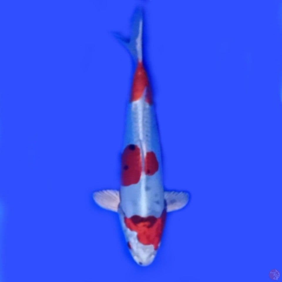 Hikari 25 cm