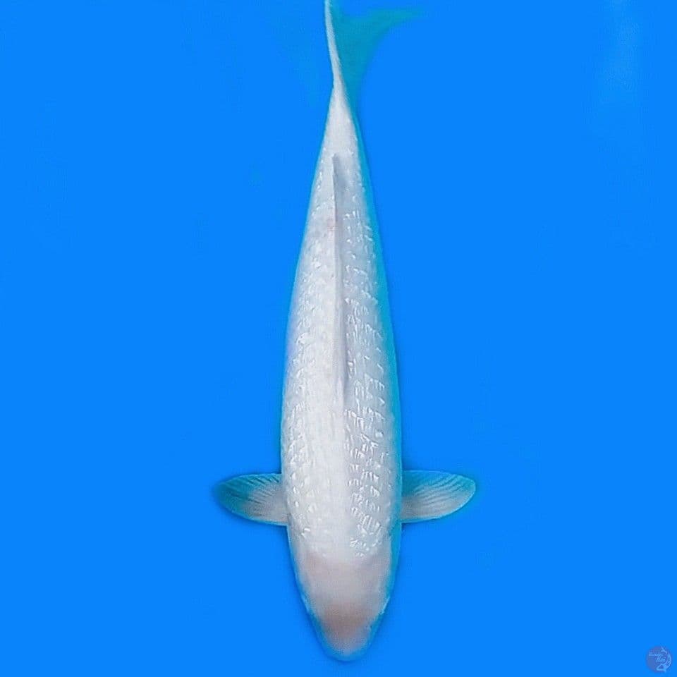 Ginrin 50 cm
