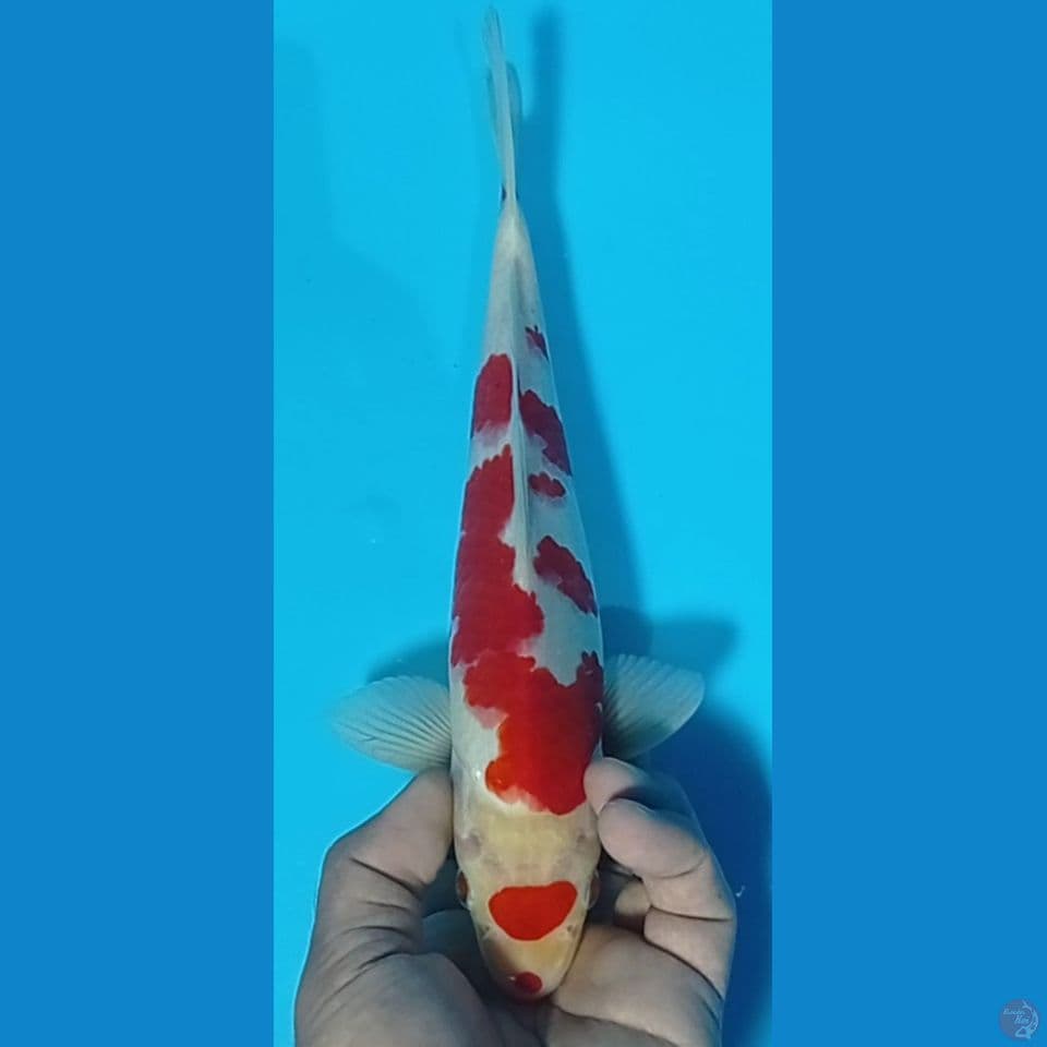 KOHAKU 30