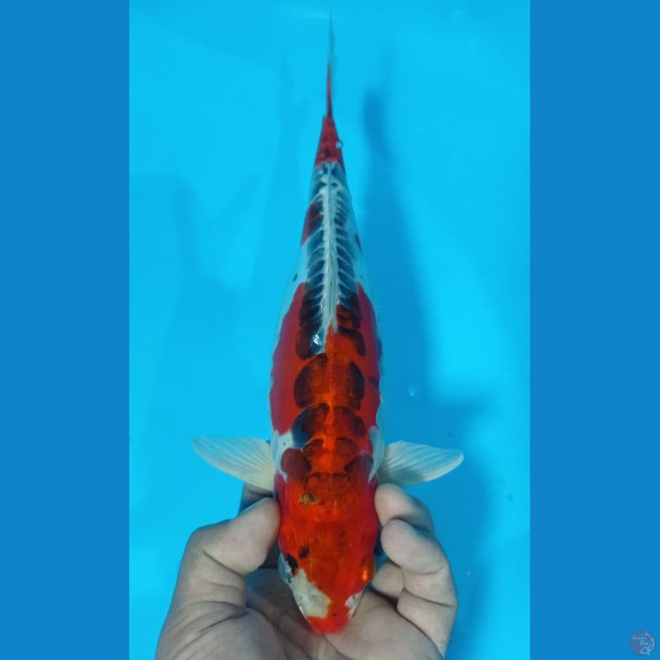 kujaku doit 32cm