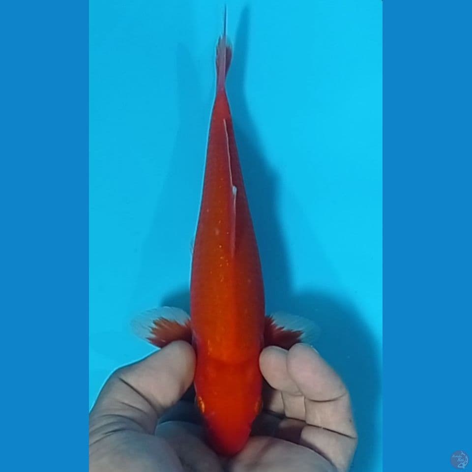 HAJIRO 24CM